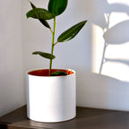 Single Onda planter with a green houseplant