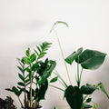 Onda ceramic planters grouped with leafy indoor plants