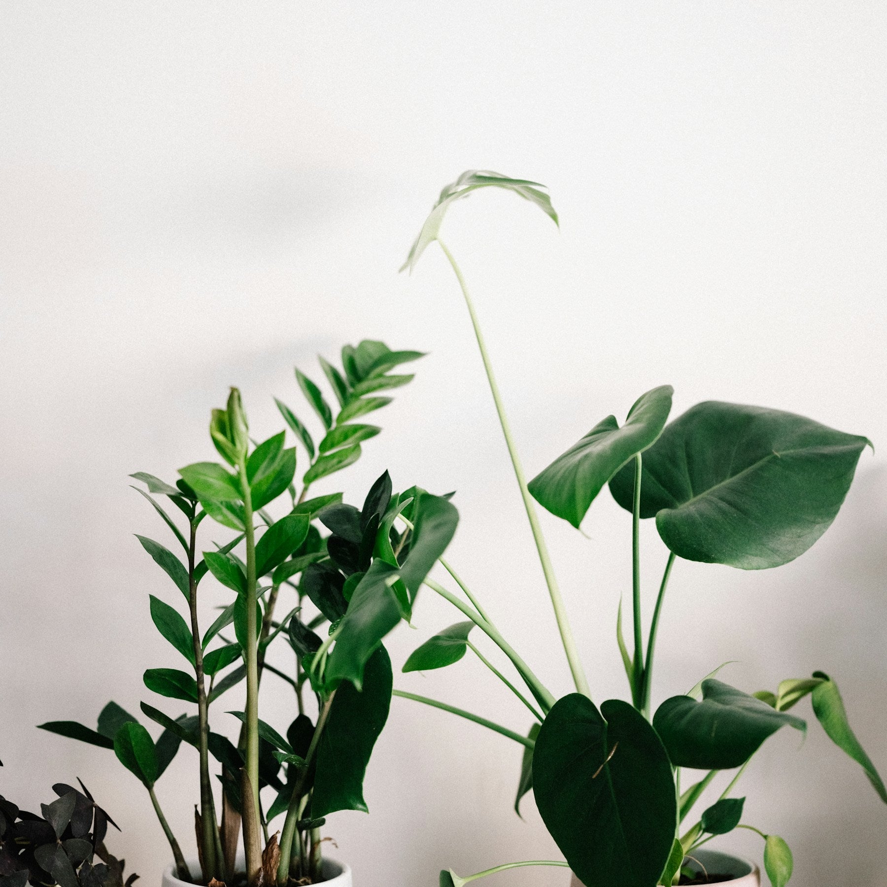 Onda ceramic planters grouped with leafy indoor plants